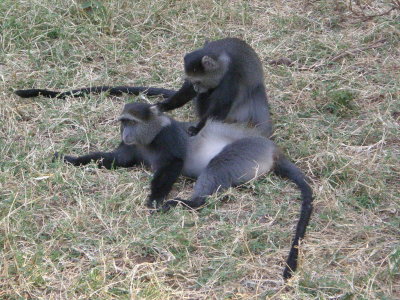 Colobus monkeys