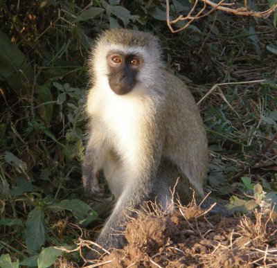 Vervet monkey