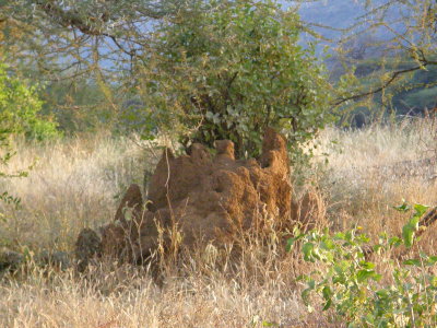 Termite mound