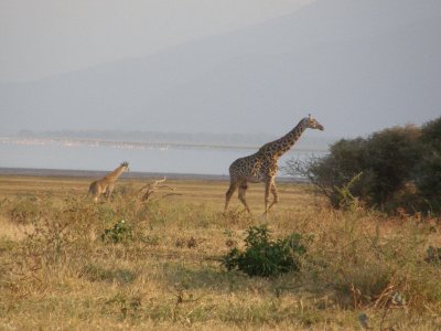 Giraffes