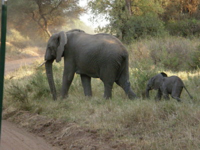 Mother and calf