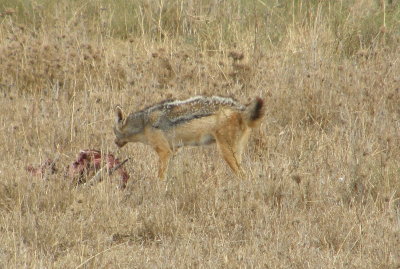 Jackal and carcass