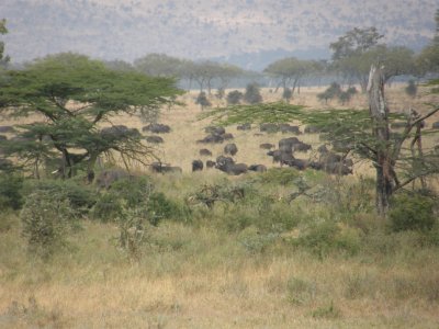 Buffalos in the distance