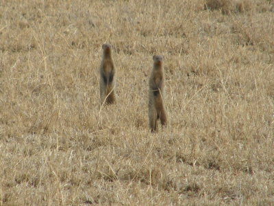 Curious mongooses