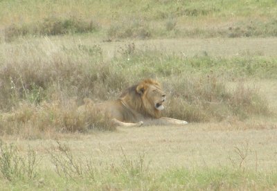 Male lion