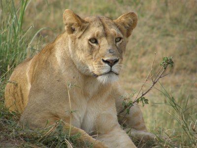 Lion