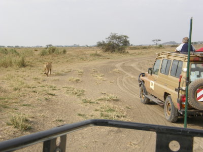 Lion and safari cars