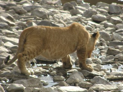 Lion cub