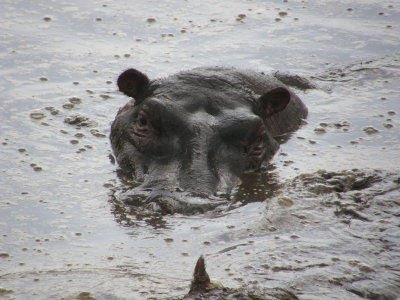 Hippo