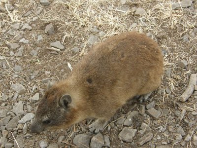 Hyrax