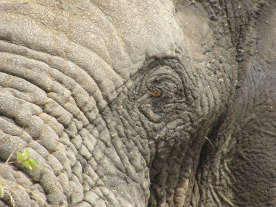 Elephants eye