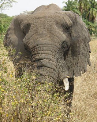 Elephant