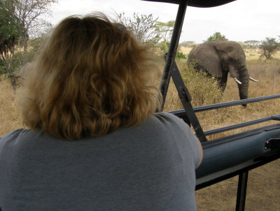 Elephant approaching our car