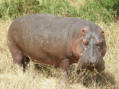 Hippo