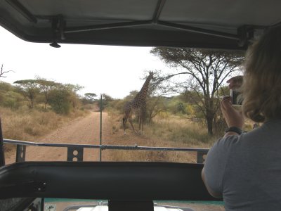 Giraffe ahead!