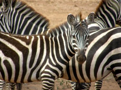 Zebras