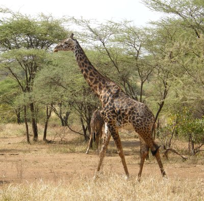 Giraffe