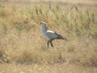 Secretary bird