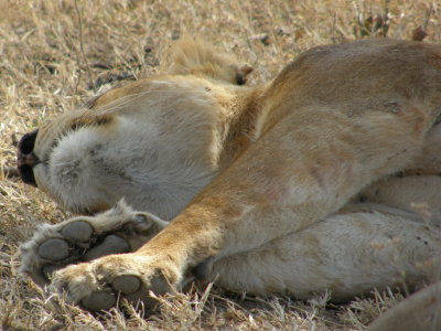 Lazy lion