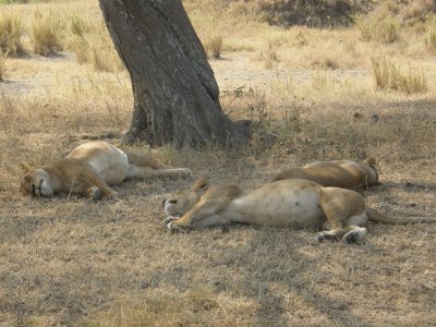 Lazy lions