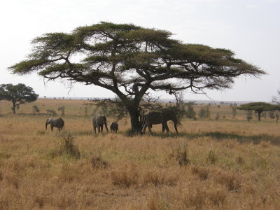 Elephants under tree