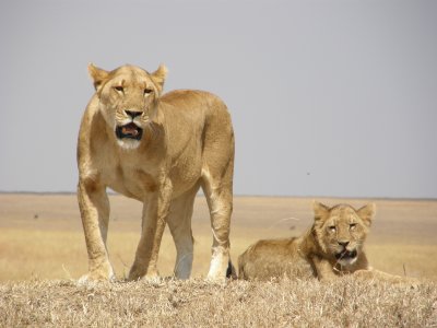 Lionesse and cub