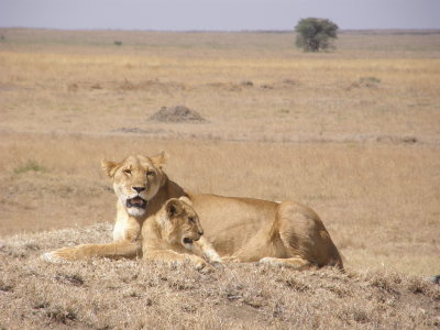 Lionesse and cub