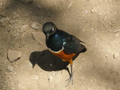 Superb starling