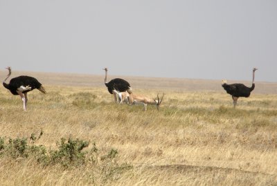 Ostriches and gazelles