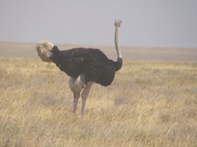 Ostrich