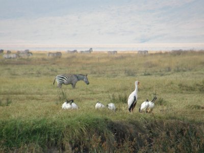 Birds and a zebra