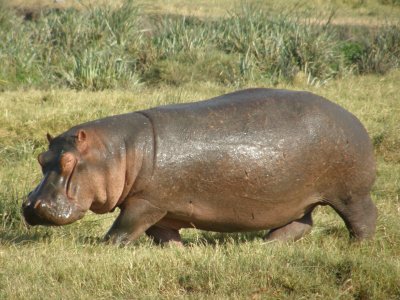 Hippo