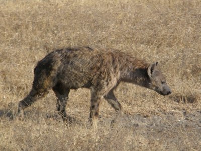 Spotted hyena