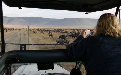 Driving through a herd of wilderbeests