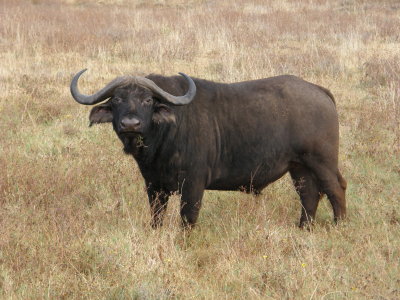 Buffalo