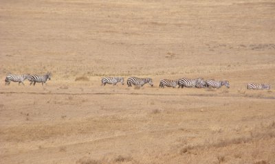 Zebras
