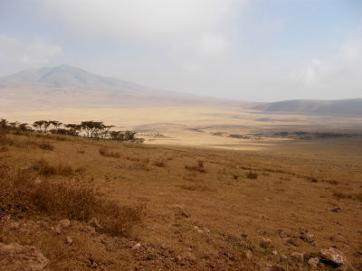 Ngorongoro