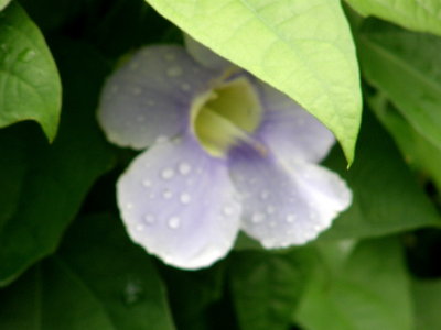 Flower in Baie Lazare