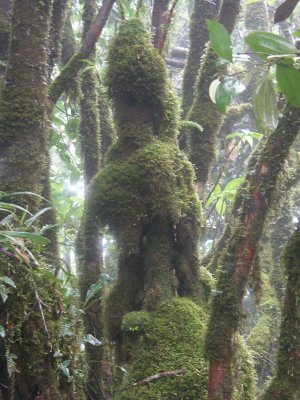 MAHE - The Sans Souci Road, the Morne Blanc hike and Port Glaud/Launay