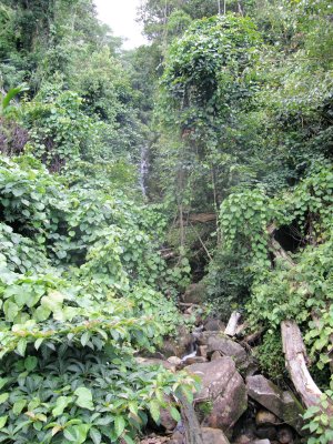Along the Sans Souci road
