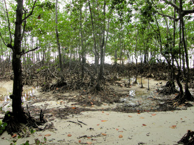 Mangroves near Anse Takamaka