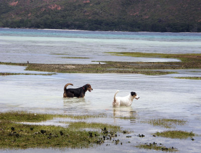 Dogs at Anse Posession