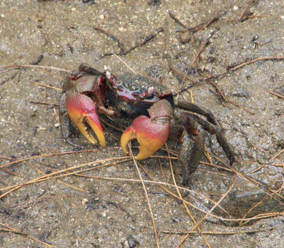Mangrove crab at Anse Madge
