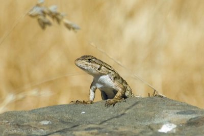 Lounging Lizard