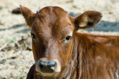 Baby Horns