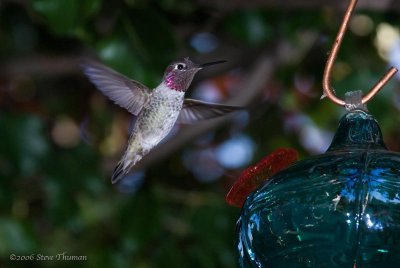Yet another Hummingbird