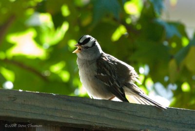 White Crowned Sparrow