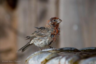 Finch Bath Time