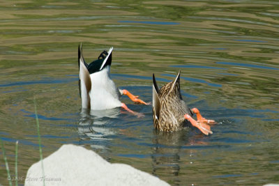 Bottoms Up