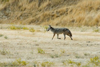 Coyote
